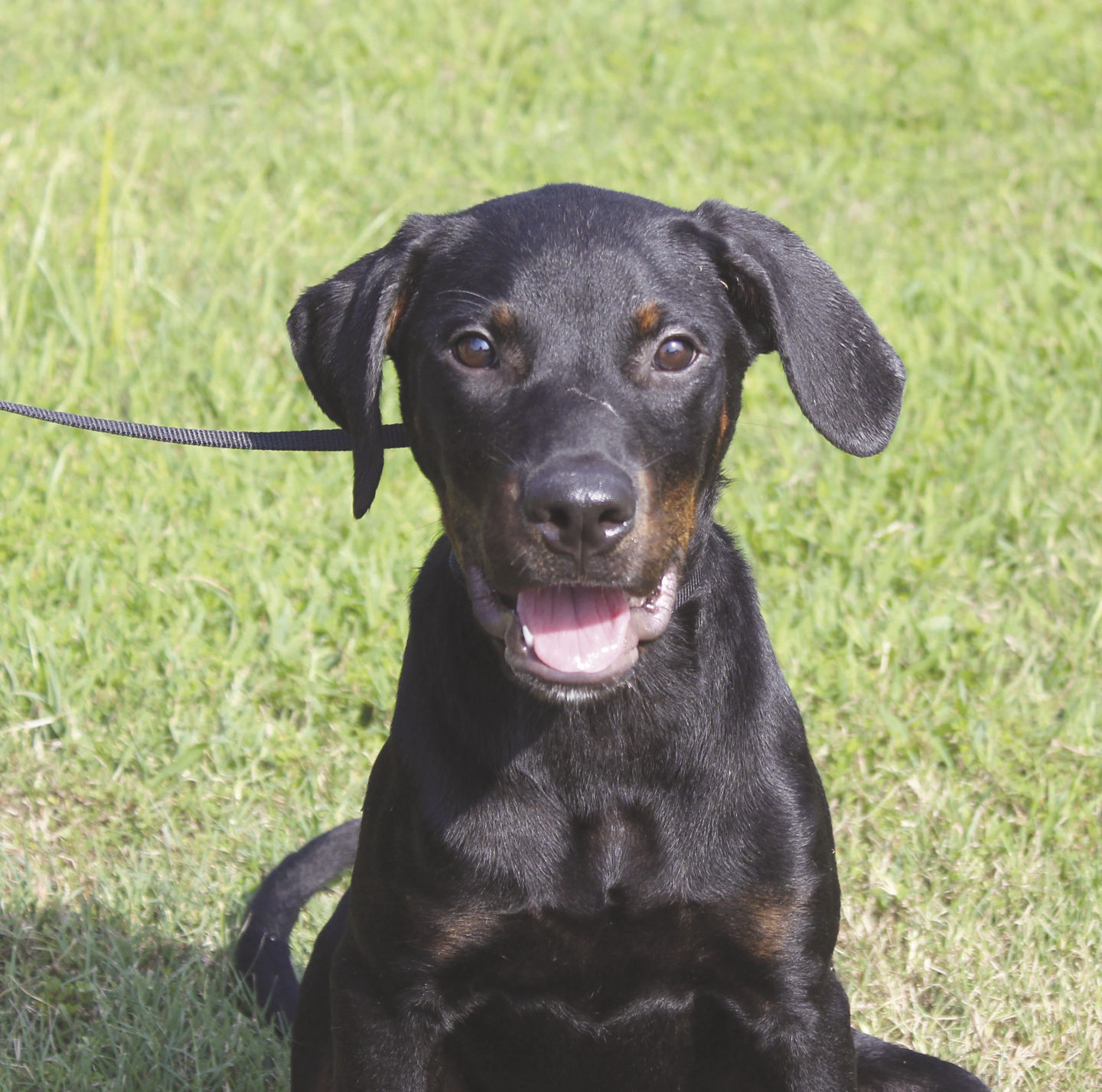 Pet of the Week